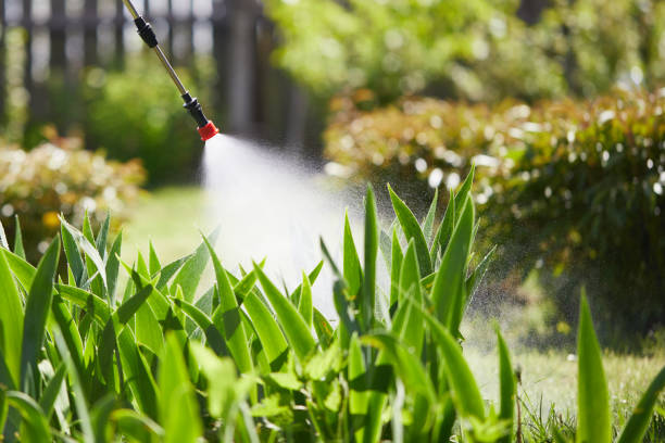 24/7 Emergency Termite Control experts in Starbuck, MN